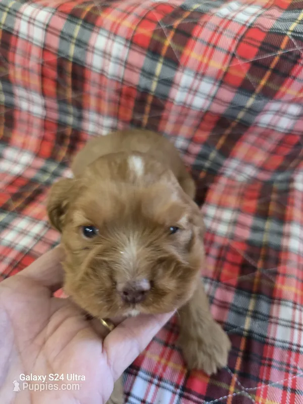 Beautiful red/blonde Cocker Spaniel – Cocker Spaniel puppy for sale in Ruther Glen, VA