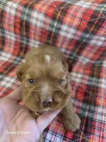Beautiful red/blonde Cocker Spaniel, a male Cocker Spaniel for sale in Ruther Glen, VA – 1 of 1