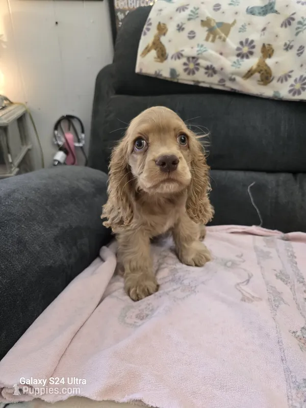 Puppy1 – Cocker Spaniel puppy for sale in Ruther Glen, VA