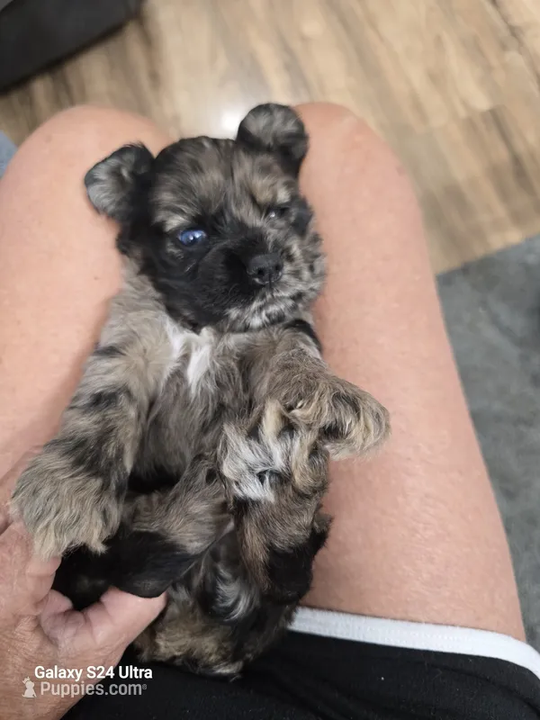 Rare Merle – Cocker Spaniel puppy for sale in Ruther Glen, VA