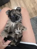 Rare Merle, a female Cocker Spaniel for sale in Ruther Glen, VA – 1 of 3