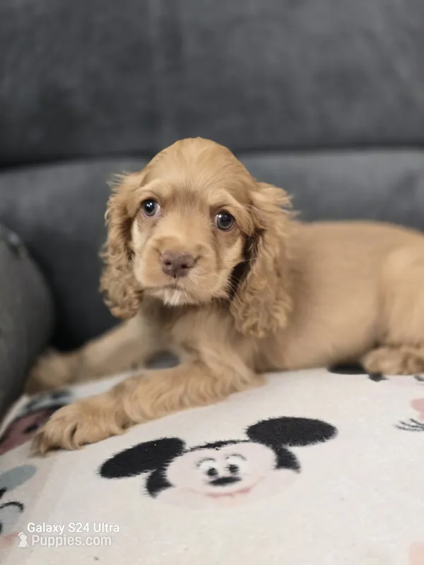 Puppy1 – Cocker Spaniel puppy for sale in Ruther Glen, VA