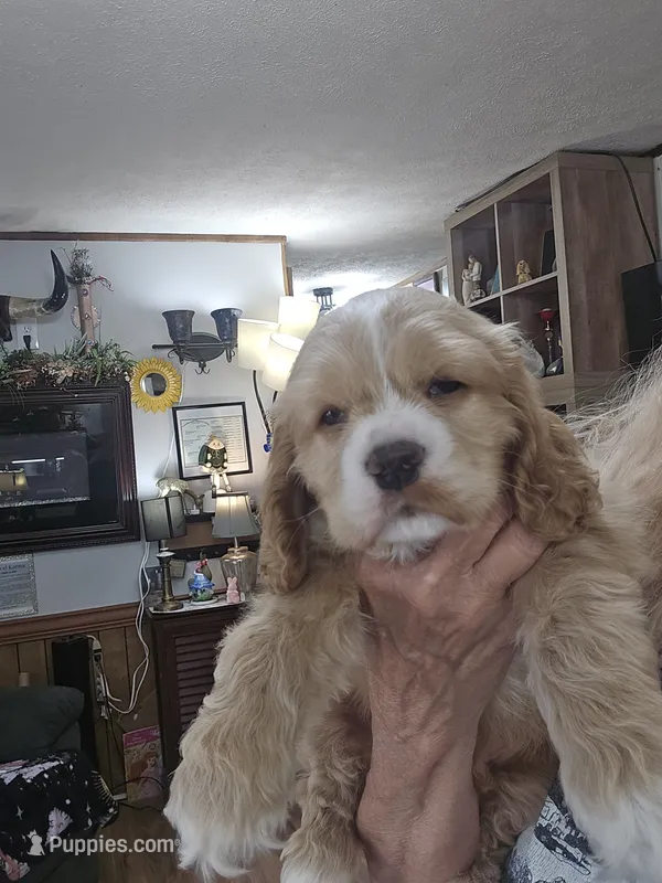 Beautiful Blonde  Male – Cocker Spaniel puppy for sale in Ruther Glen, VA