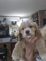 Beautiful Blonde  Male, a male Cocker Spaniel for sale in Ruther Glen, VA – 1 of 3