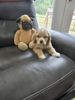 Beautiful Blonde  Male, a male Cocker Spaniel for sale in Ruther Glen, VA – 2 of 3
