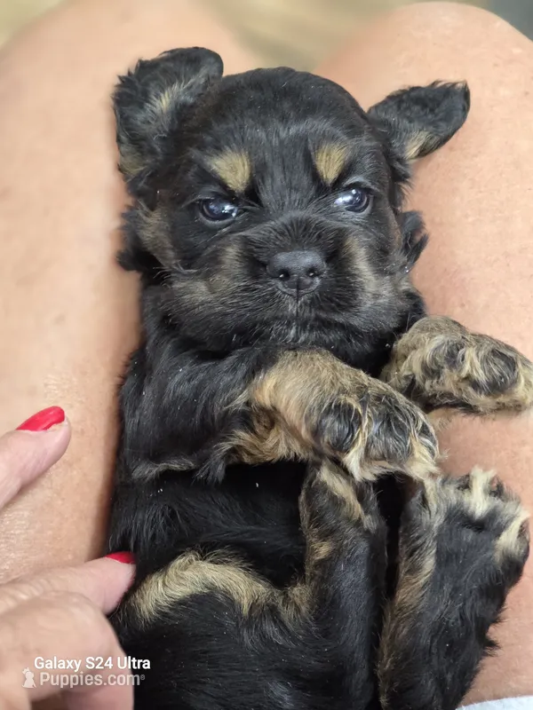 Black and Tan – Cocker Spaniel puppy for sale in Ruther Glen, VA