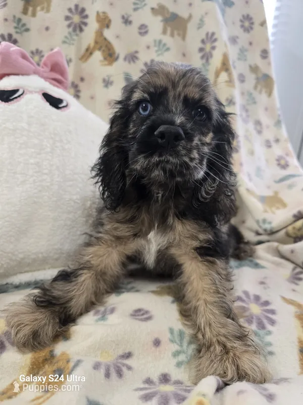 Rare Merle – Cocker Spaniel puppy for sale in Ruther Glen, VA