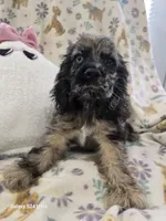 Rare Merle, a female Cocker Spaniel for sale in Ruther Glen, VA – 1 of 1