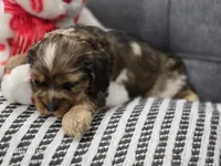Rare  Choc Party Merle, a female Cocker Spaniel for sale in Ruther Glen, VA – 3 of 4