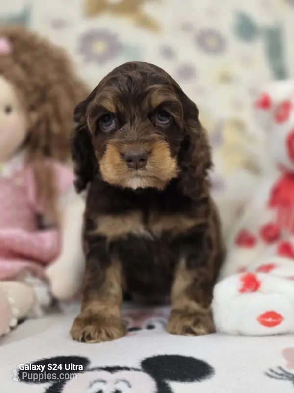 Choc and Tan – Cocker Spaniel puppy for sale in Ruther Glen, VA