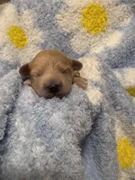 Teddy, a male Maltipoo for sale in Jasper, GA – 3 of 3