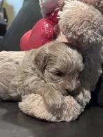 Ollie, a male Maltipoo for sale in Jasper, GA – 2 of 4