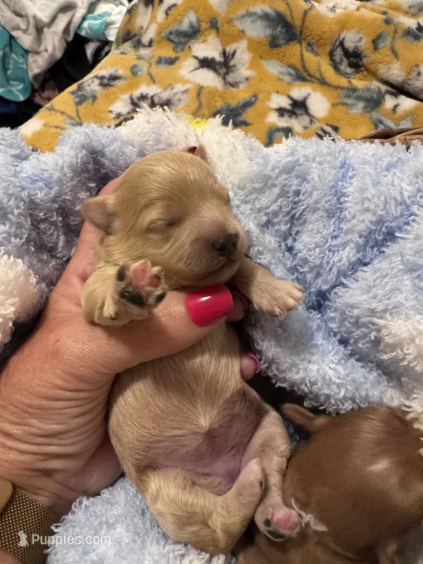 Polly – Maltipoo puppy for sale in Jasper, GA