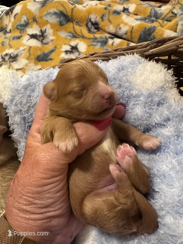 Penny – Maltipoo puppy for sale in Jasper, GA