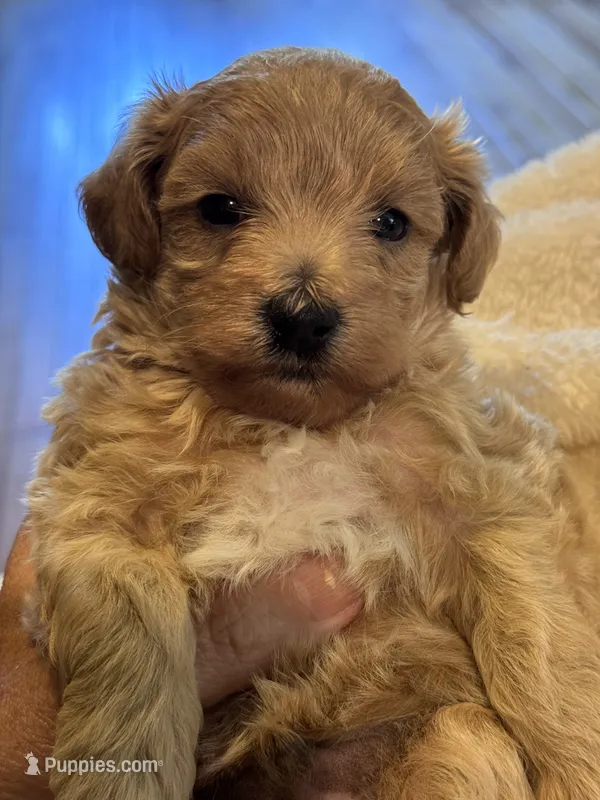 Max – Maltipoo puppy for sale in Jasper, GA