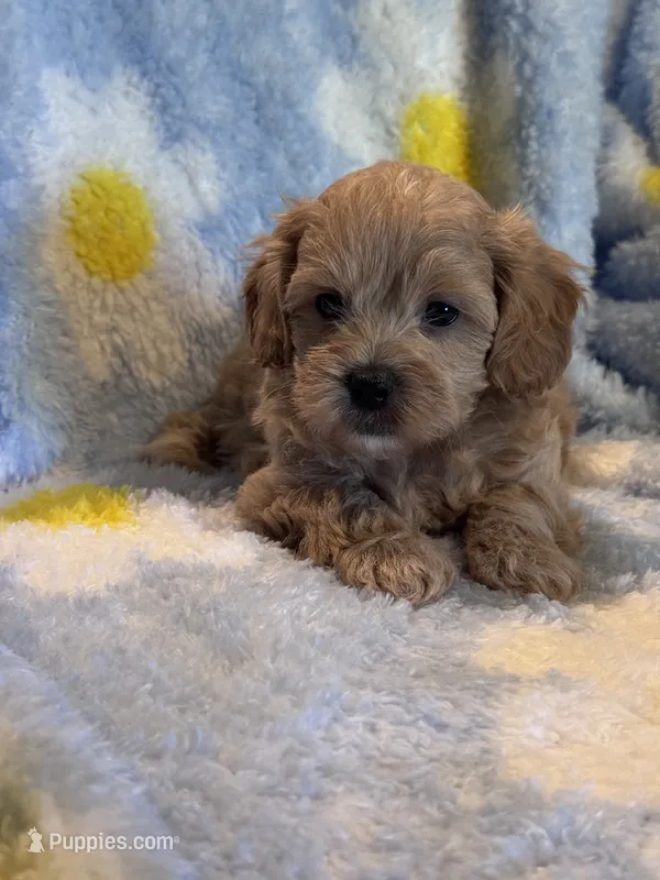 Toby – Mal Shi puppy for sale in Jasper, GA