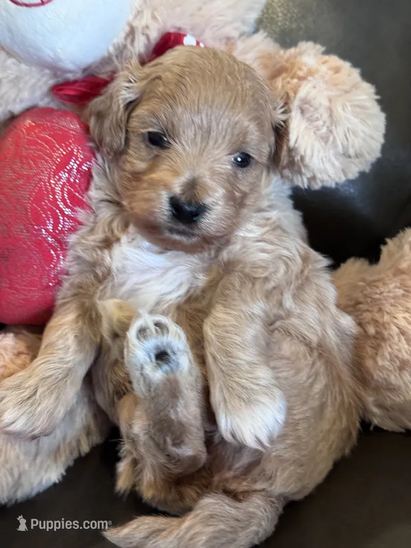 Max – Maltipoo puppy for sale in Jasper, GA