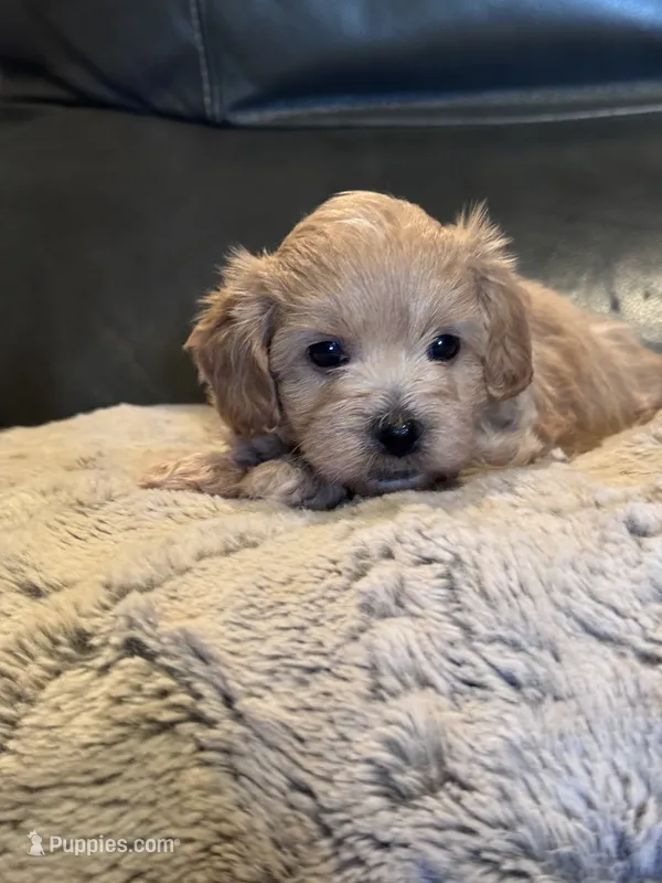 Toby – Maltipoo puppy for sale in Jasper, GA
