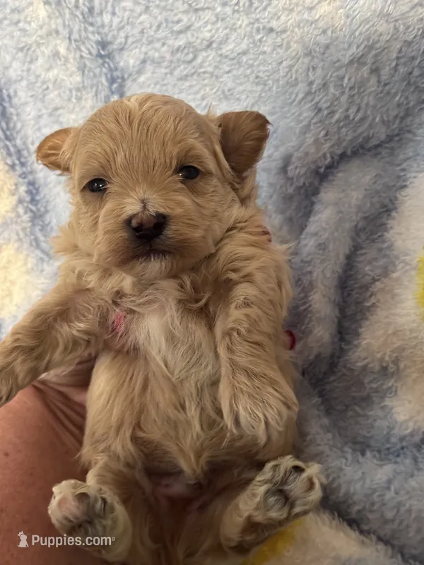 Ollie – Maltipoo puppy for sale in Jasper, GA