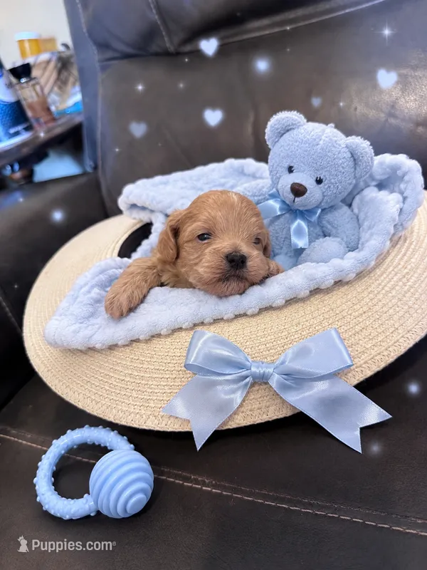 Toby – Maltipoo puppy for sale in Jasper, GA
