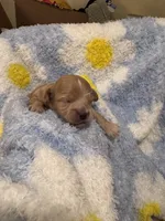 Toby, a male Mal Shi for sale in Jasper, GA – 3 of 5