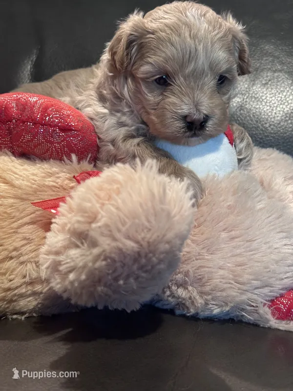 Ollie – Maltipoo puppy on hold in Jasper, GA