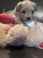 Ollie, a male Maltipoo for sale in Jasper, GA – 1 of 4