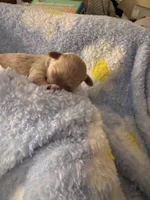 Max, a male Maltipoo for sale in Jasper, GA – 4 of 6