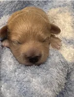 Teddy, a male Mal Shi for sale in Jasper, GA – 2 of 4