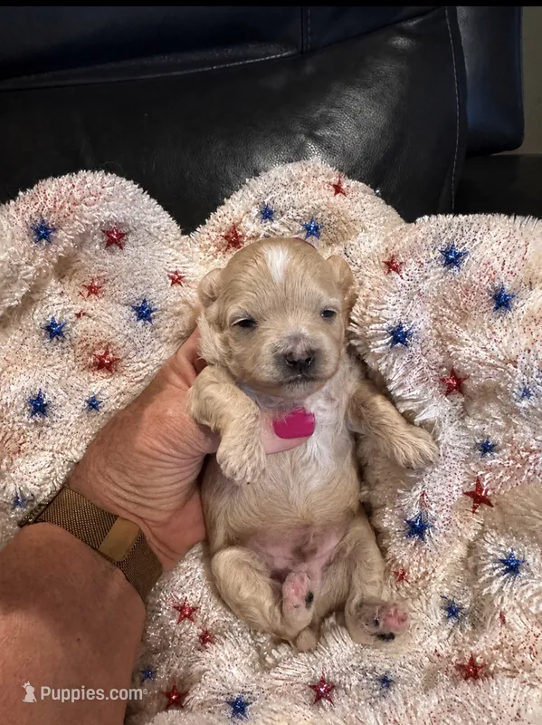 Teddy  – Maltipoo puppy for sale in Jasper, GA