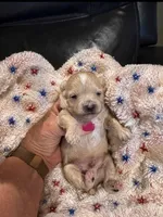 Teddy , a male Maltipoo for sale in Jasper, GA – 1 of 1