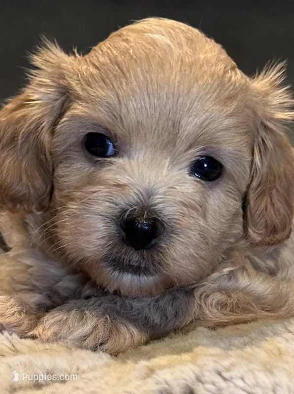 Toby – Mal Shi puppy for sale in Jasper, GA