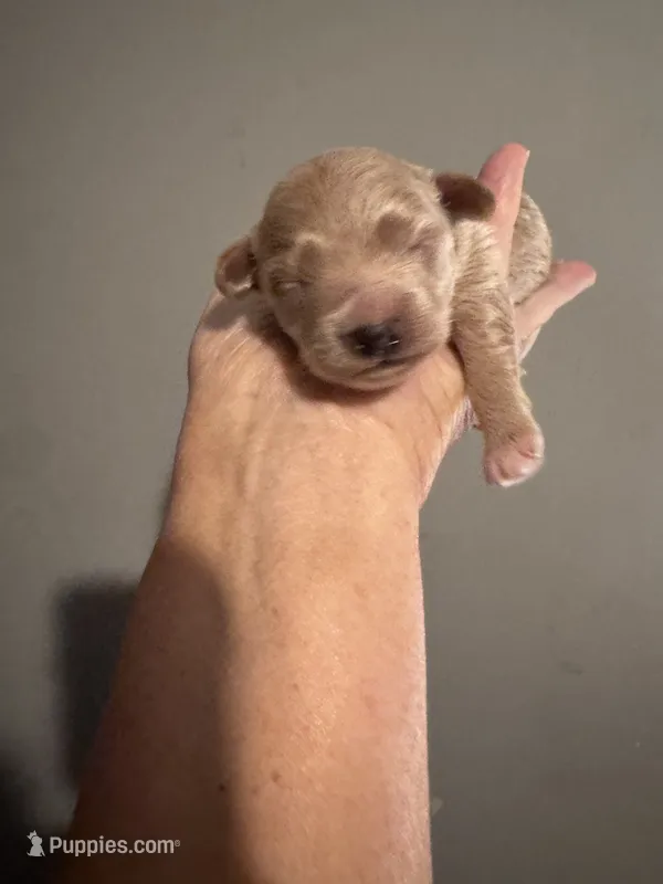 Max – Maltipoo puppy for sale in Jasper, GA