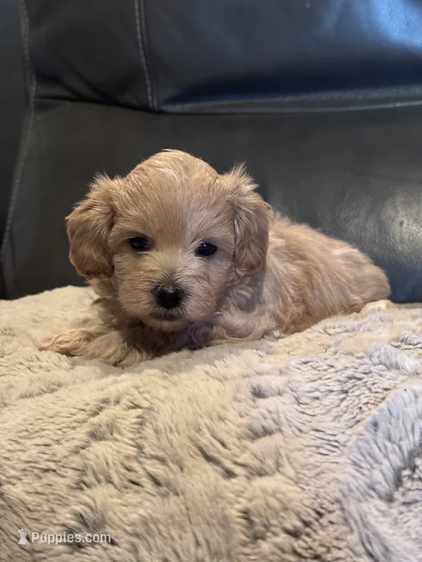 Toby – Mal Shi puppy for sale in Jasper, GA