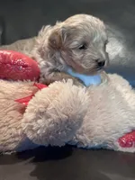 Ollie, a male Maltipoo for sale in Jasper, GA – 3 of 4