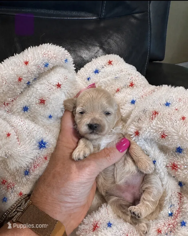 Poppy – Maltipoo puppy for sale in Jasper, GA