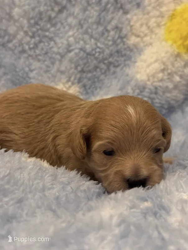Toby – Mal Shi puppy for sale in Jasper, GA