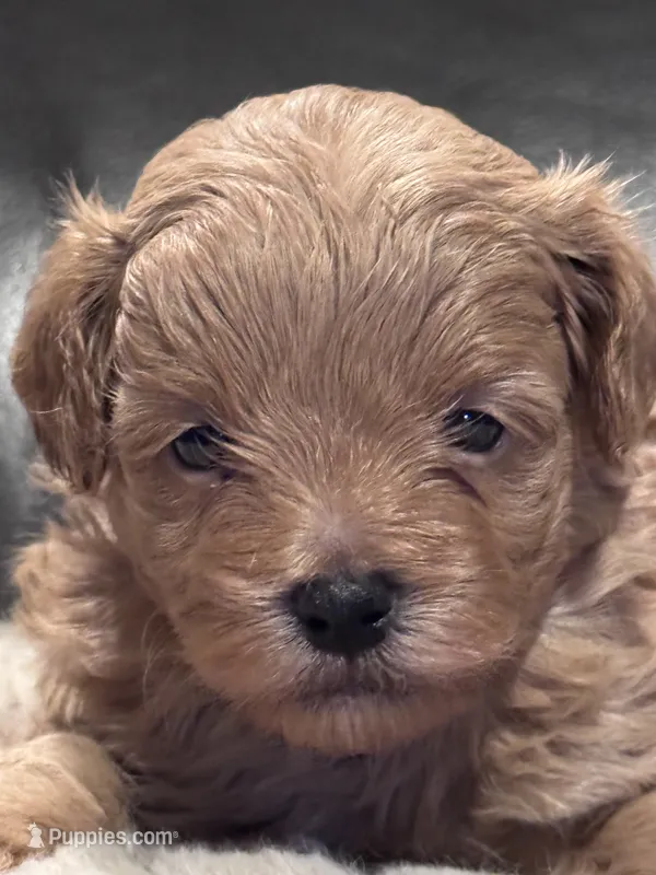 Teddy – Mal Shi puppy for sale in Jasper, GA
