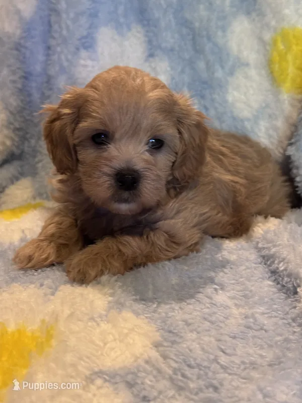 Toby – Maltipoo puppy for sale in Jasper, GA