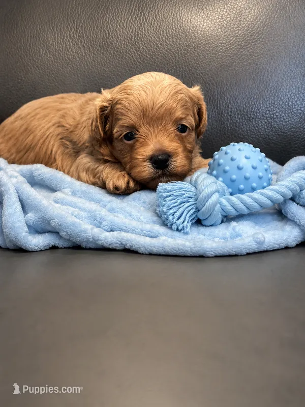 Teddy – Maltipoo puppy for sale in Jasper, GA