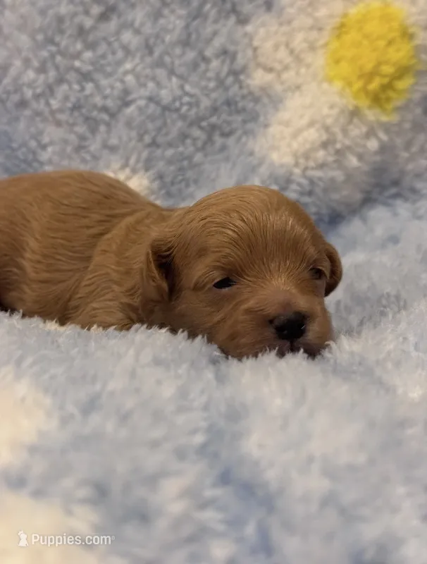 Teddy – Mal Shi puppy for sale in Jasper, GA