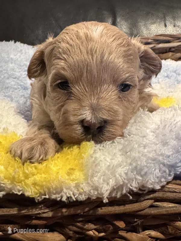 Ollie – Maltipoo puppy for sale in Jasper, GA