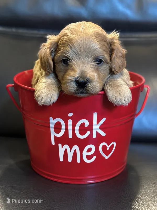 Toby – Mal Shi puppy for sale in Jasper, GA