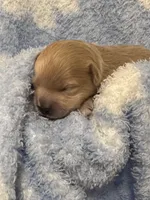Teddy, a male Mal Shi for sale in Jasper, GA – 3 of 4
