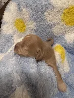 Toby, a male Mal Shi for sale in Jasper, GA – 5 of 5