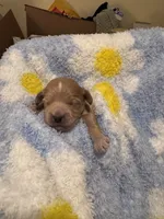 Toby, a male Maltipoo for sale in Jasper, GA – 3 of 4