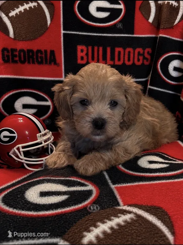 Toby – Maltipoo puppy for sale in Jasper, GA