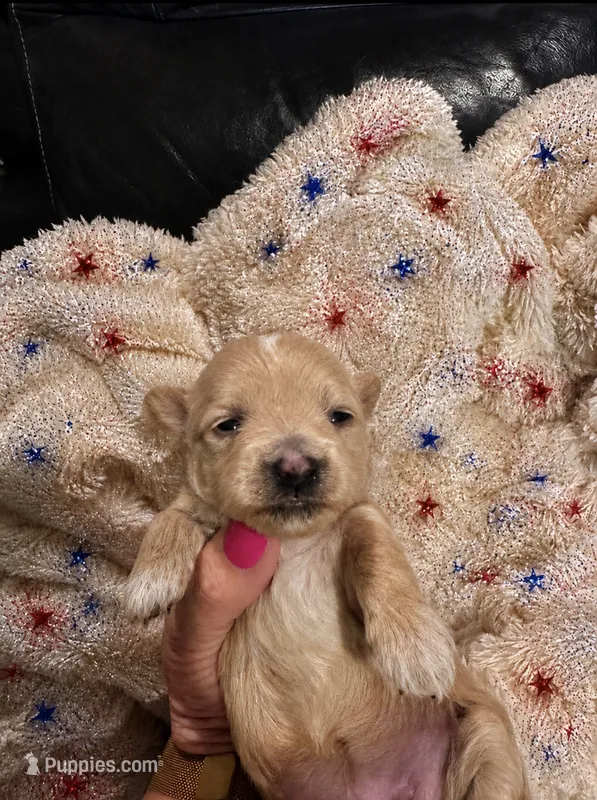Piper – Maltipoo puppy for sale in Jasper, GA