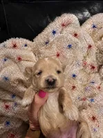 Piper, a female Maltipoo for sale in Jasper, GA – 1 of 1