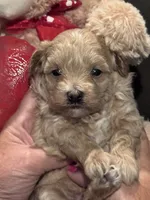 Ollie, a male Maltipoo for sale in Jasper, GA – 4 of 4